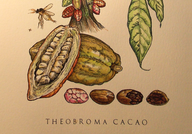 Theobroma cacao